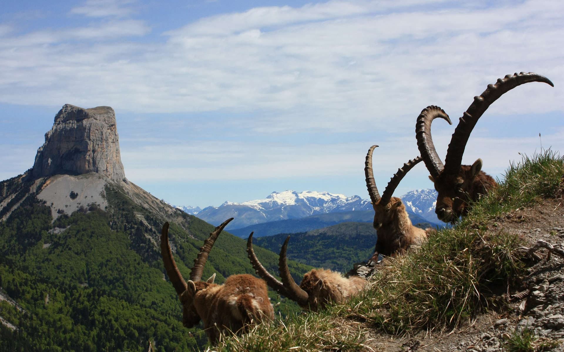 Bouquetins des Alpes Bouquetins des Alpes